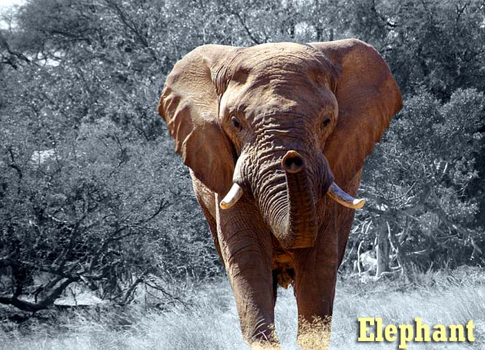 Elephant Facts Mammals Animal Kingdom Biology Explorer