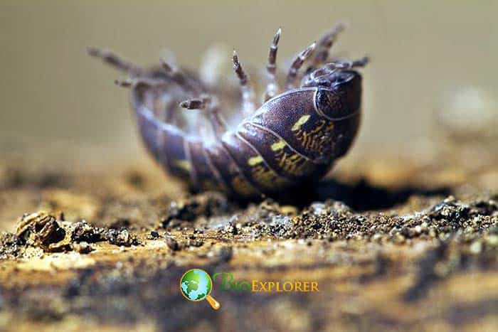 What Do Rolly Pollies Eat? What Eats Rolly Pollies? Biology Explorer