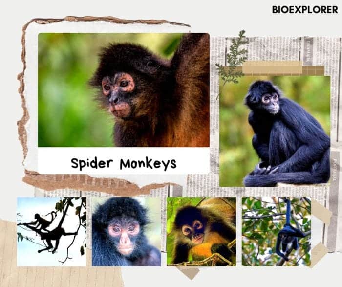 Spider Monkeys All 7 Types of Spider Monkeys Diet BioExplorer