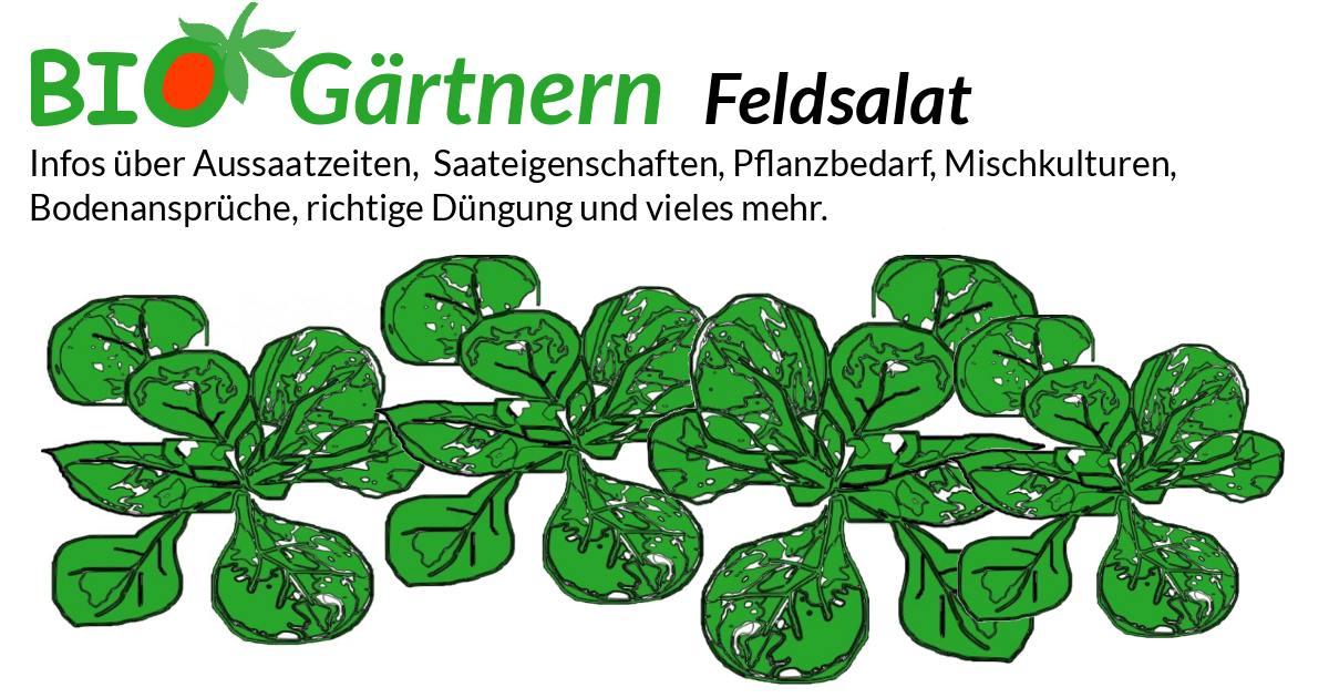 Feldsalat biologisch anbauen