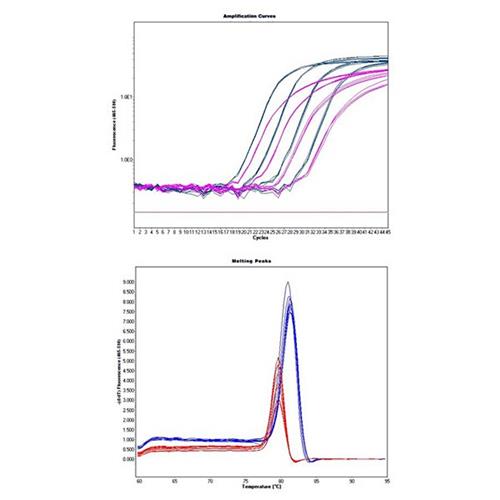 Biogenerica GenomicaReal Time PCR BIO72001 SensiFAST SYBR NoROX