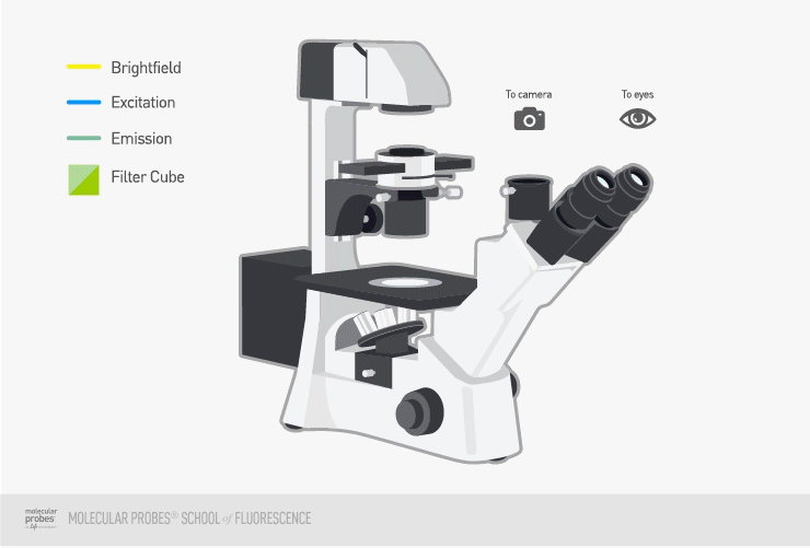 Inverted Fluorescence Bioimager