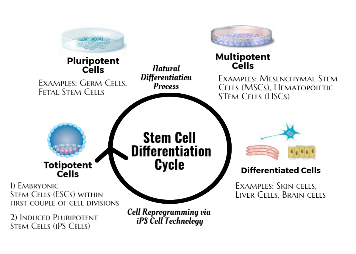 What Are Totipotent Stem Cells Technology Networks