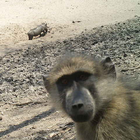 Gorongosa: Making Observations Activity