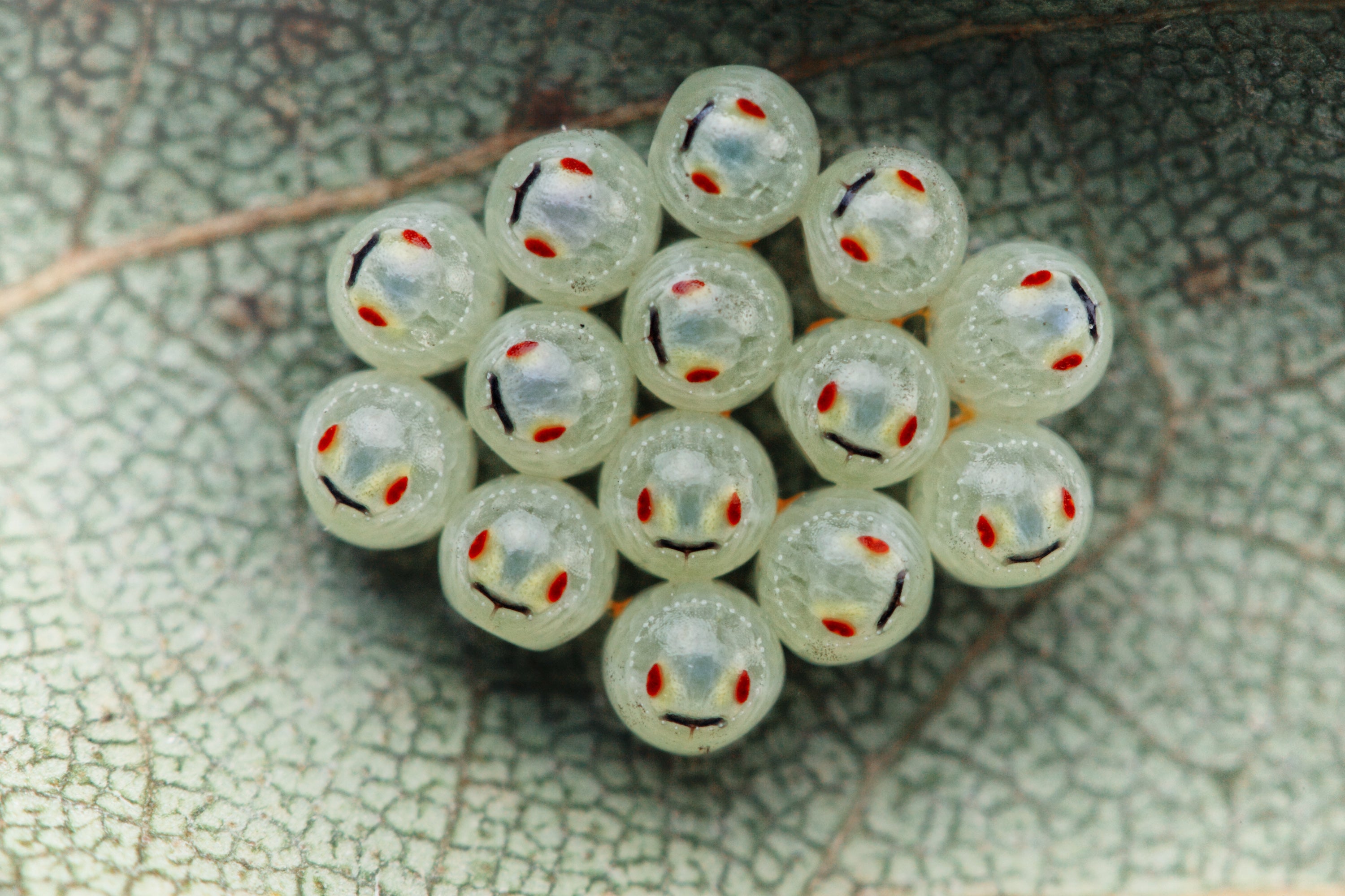 Pearls or Stink Bug Eggs?
