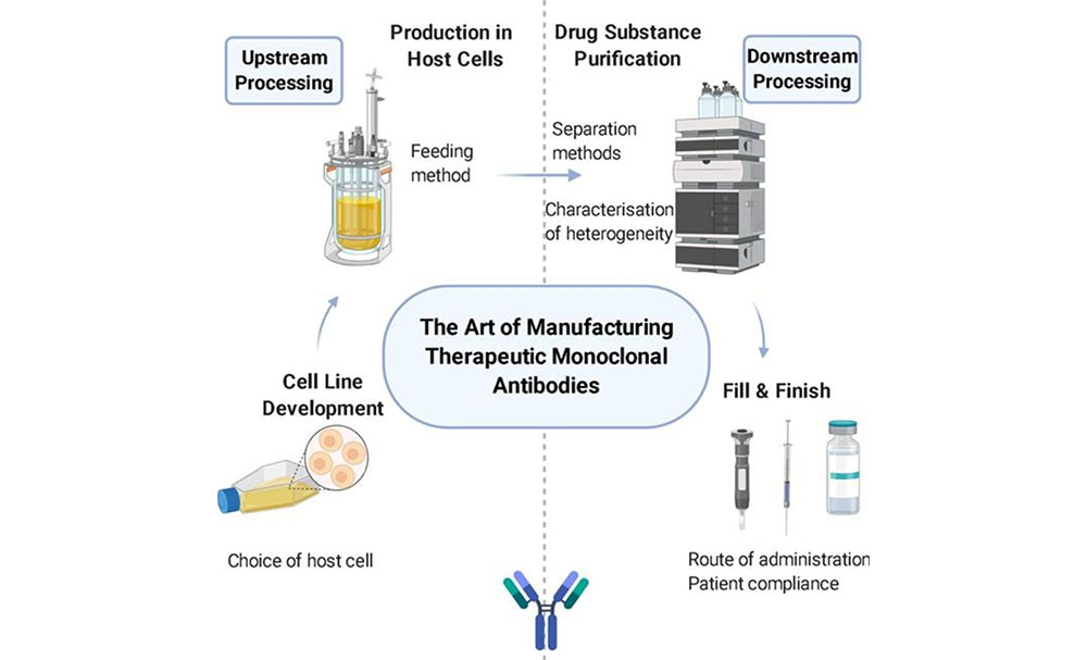 How Therapeutic Antibodies Are Produced Cell Line Development and