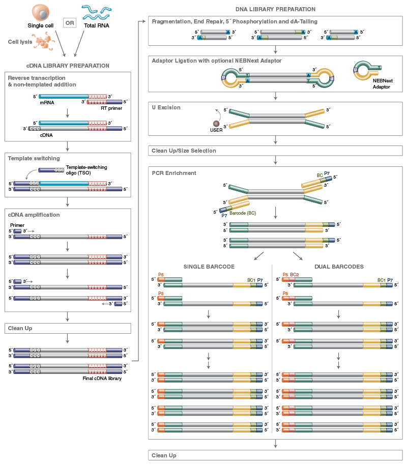 Overview NEBNext® Single Cell/Low Input RNA Library Prep Kit for