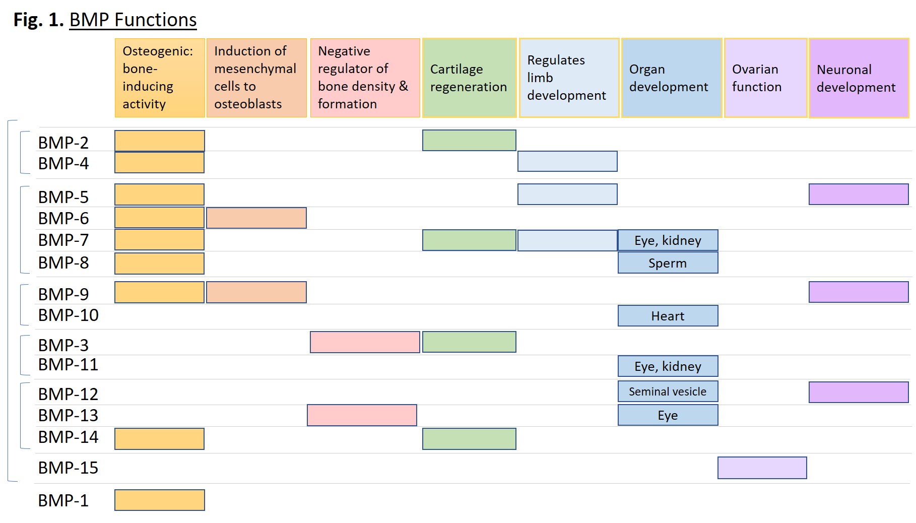 Blog An Introduction to Bone Proteins (BMPs)