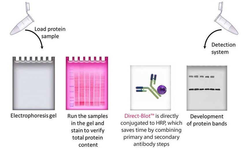 General Protocol for Western Blotting BioRad