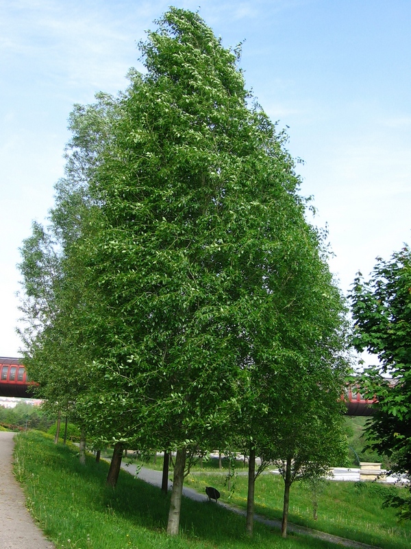 Image Populus simonii (Simon Poplar) BioLib.cz