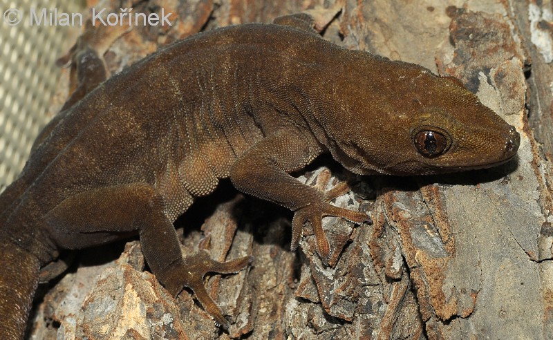 Image - Gekko Badenii (Golden Gecko) | Biolib.cz