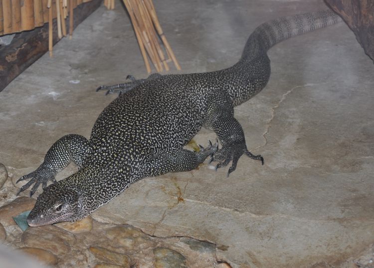 Varanus indicus (varan mangrovový) Obrázek BioLib.cz