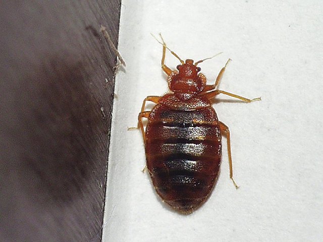 Cimex lectularius (Bed bug) (Acanthia lectularia)