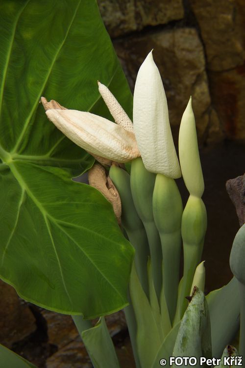 ObrÃ¡zek Colocasia gigantea BioLib.cz