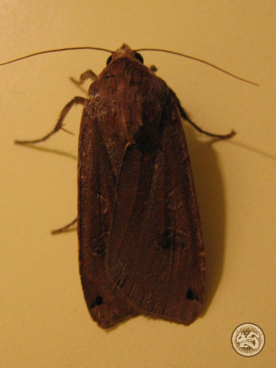 Image Noctua pronuba (Large Yellow Underwing) BioLib.cz