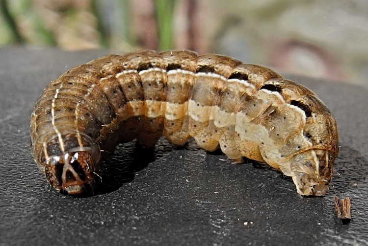 Image Noctua pronuba (Large Yellow Underwing) BioLib.cz