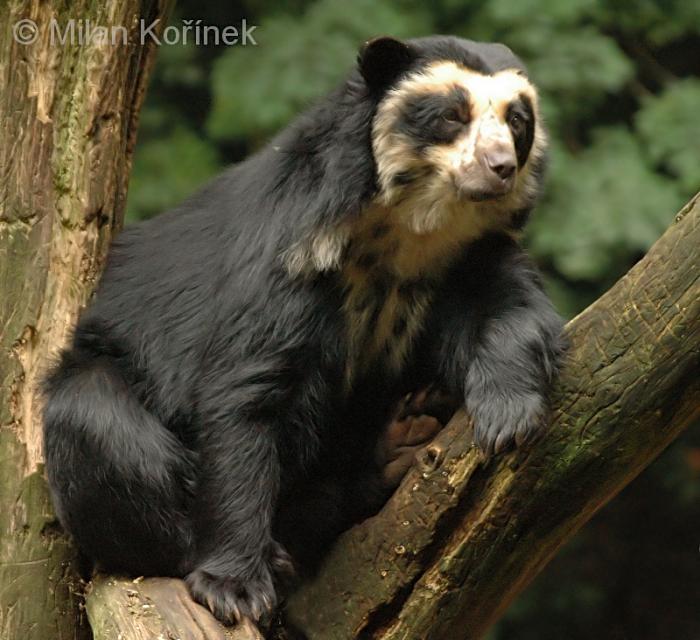 Image Tremarctos ornatus (Spectacled Bear) BioLib.cz