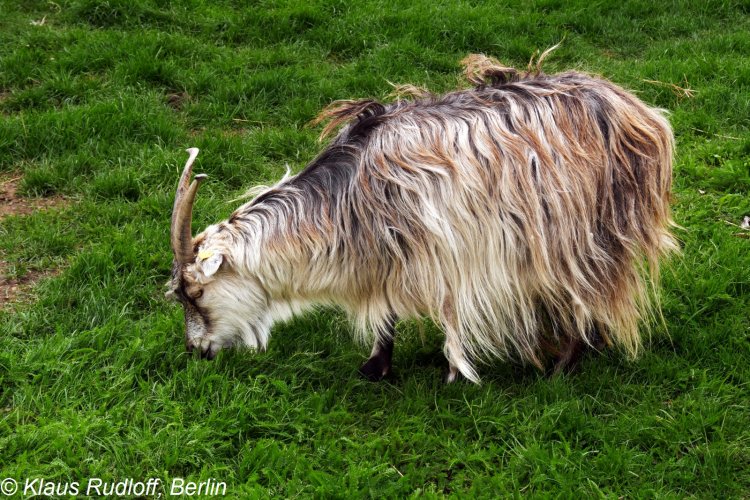 Image Capra aegagrus f. hircus "Bulgarian Long Hair" (Bulgarian Long