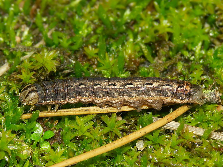 Image Noctua pronuba (Large Yellow Underwing) BioLib.cz