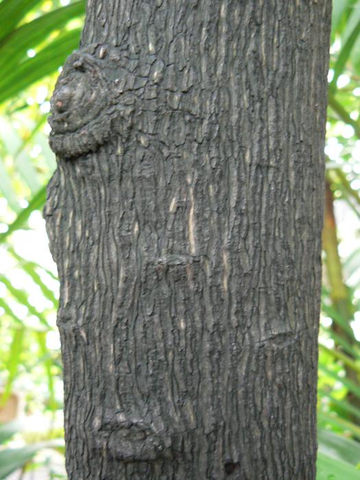 Image Diospyros ebenum (Ebony) BioLib.cz