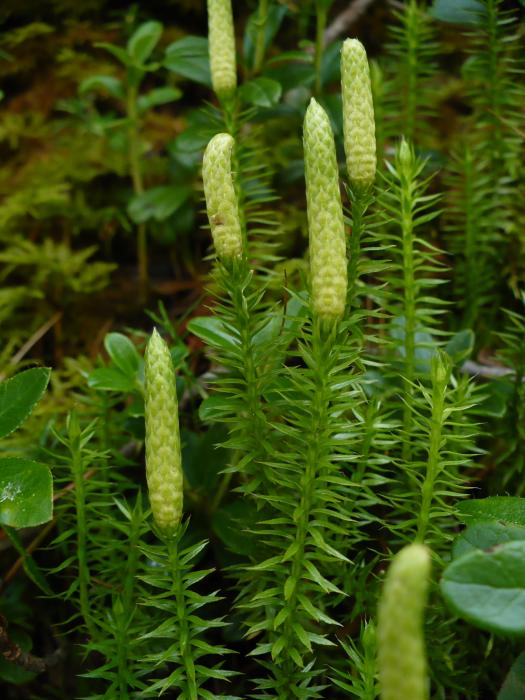 Image Lycopodium annotinum (Interrupted Clubmoss) BioLib.cz