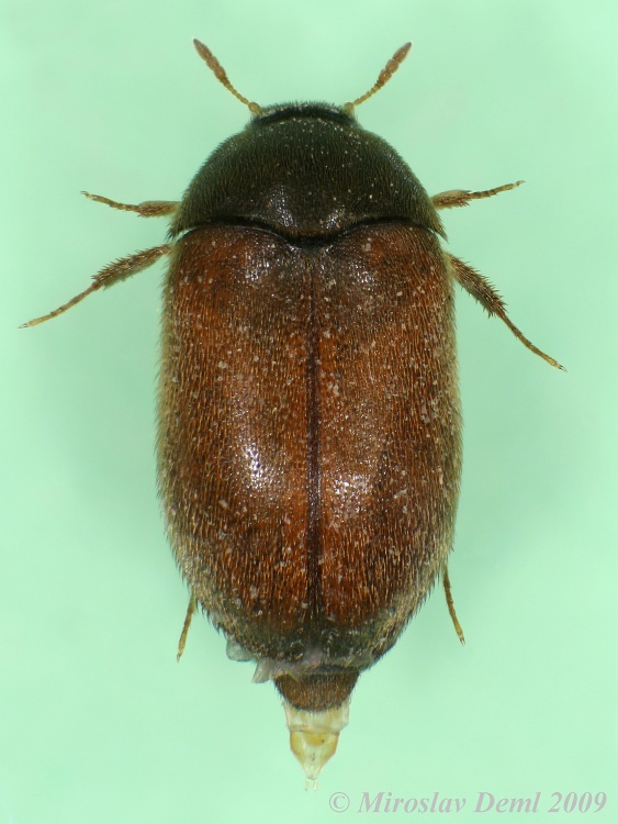 Image Attagenus smirnovi (Brown carpet beetle) BioLib.cz