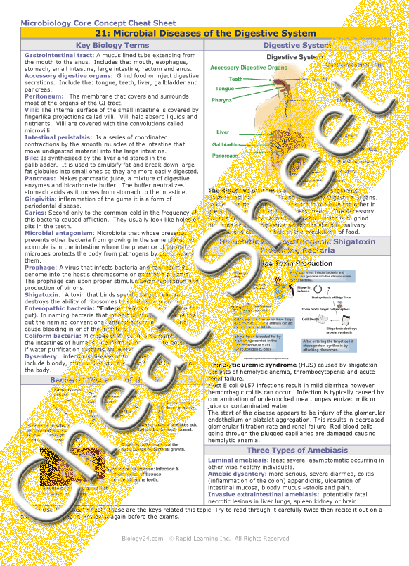 Digestive Cheat Sheet.pdf Structures of the Digestive System.