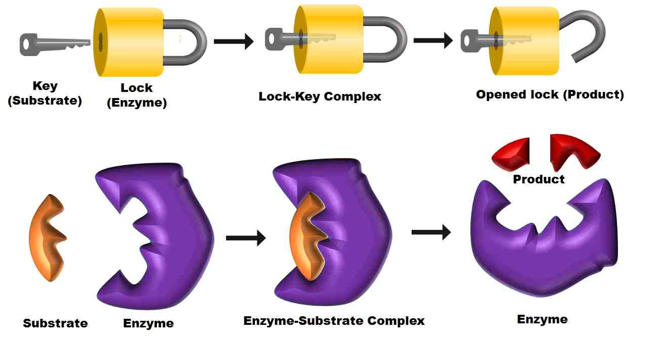 Enzyme Substrate Lock And Key Model