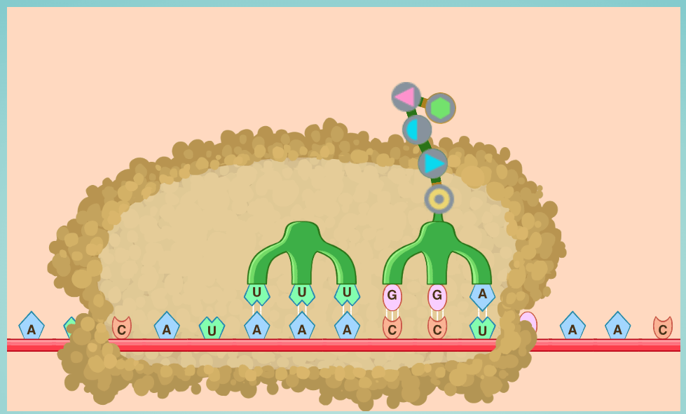 DNA Mutations Activity