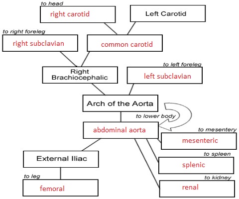 Female Pig Reproductive System Diagram - Wiring Site Resource