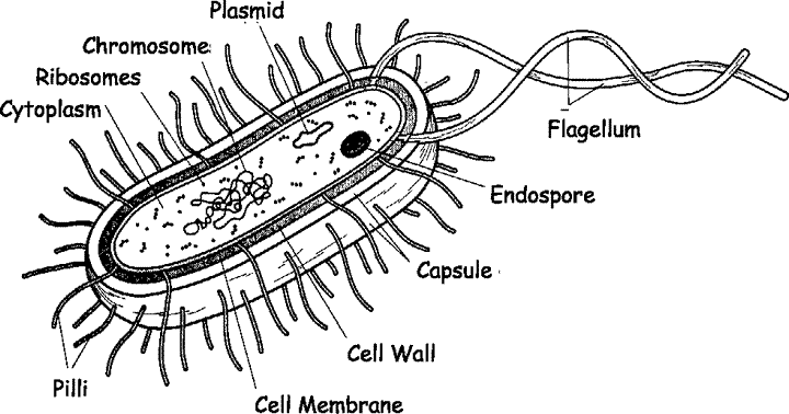 Bacteria Bacterial Cell Structure Cell Diagram Cell Structure | My XXX
