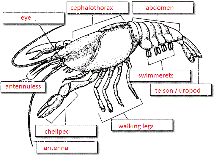Crayfish External Anatomy