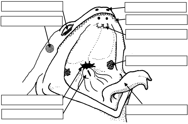 Frog Review Labeling