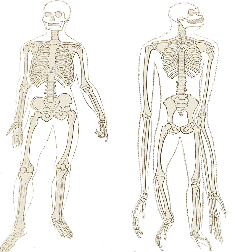 Comparing a Human and Chimpanzee Skeleton