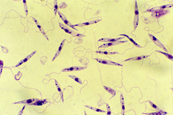 Kingdom Protista