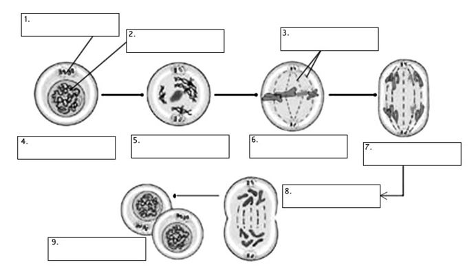 Unit 1/2 Exam (Intro/Skin) ProProfs Quiz