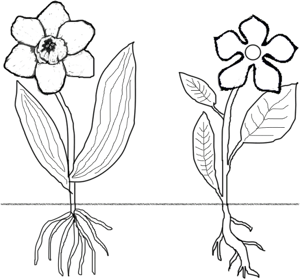 Coloring 5+ Pages Does Seed Paper Work Camden Coloring Pages