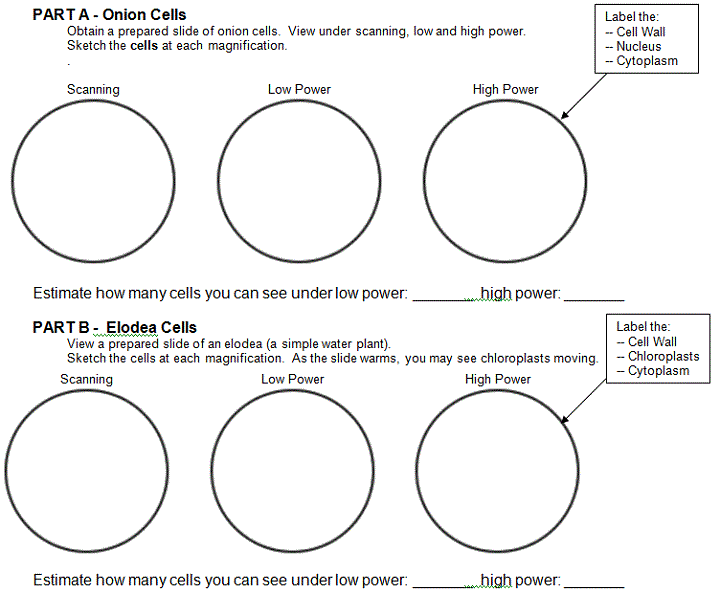 Inquiry investigation project onion and cheek cell lab by