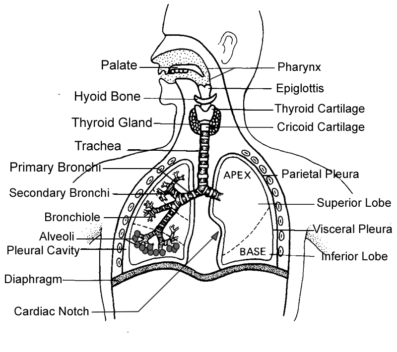 Structures of the Respiratory System