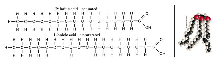 AP Bio Notes Organic Molecules