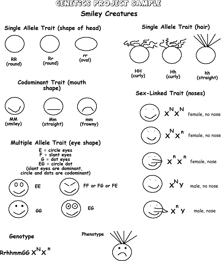 Multiple Allele Crosses Worksheet Answer Key worksheet