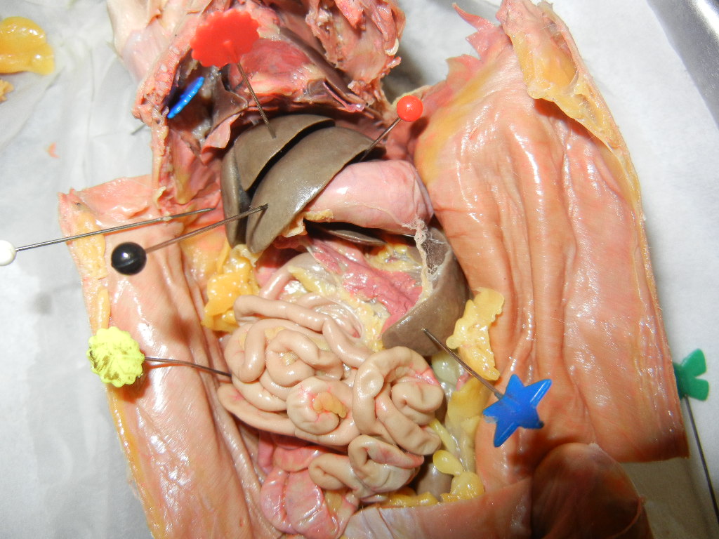 Rat Anatomy