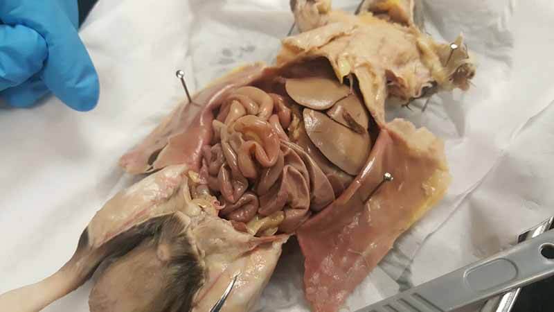 Investigation Rat Dissection