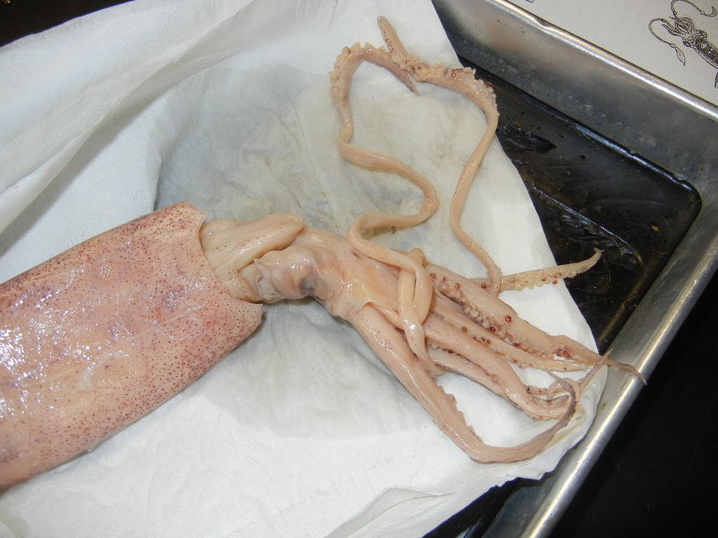 Squid Dissection