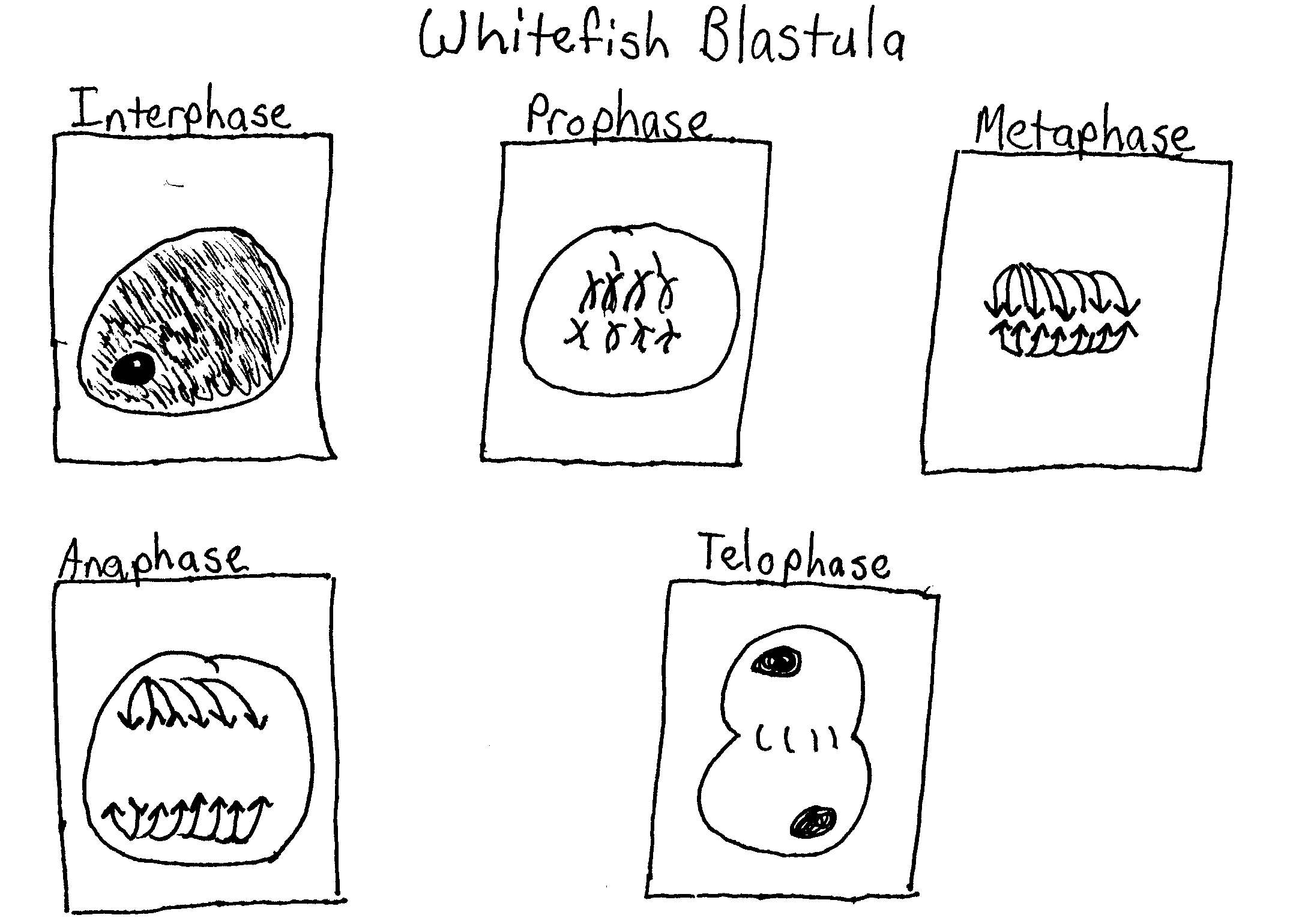 Cell Division Lab Report 9 Cell Division