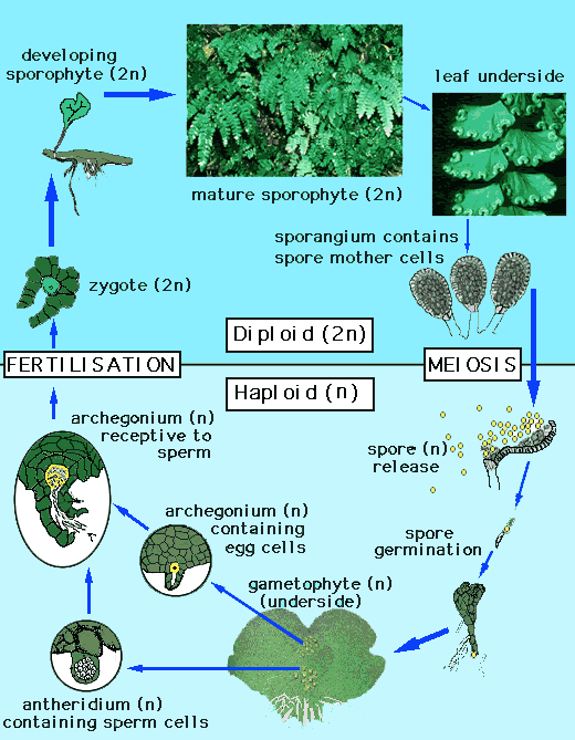 Plant Reproduction BIOLOGY JUNCTION