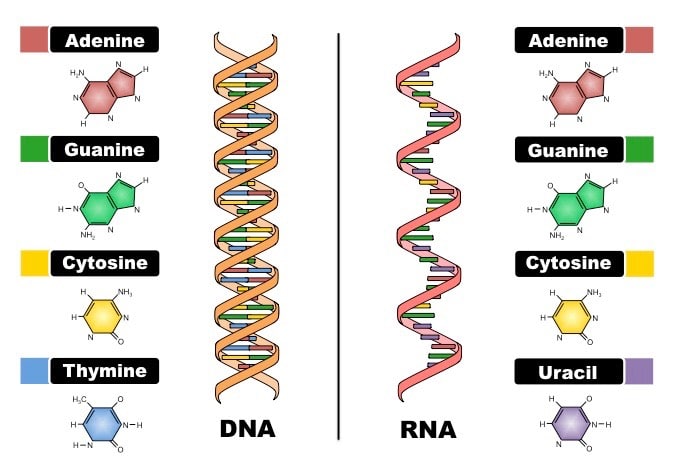 The Irreplaceable Role of Molecular Biology in the Health of Mankind BIOLOGY JUNCTION