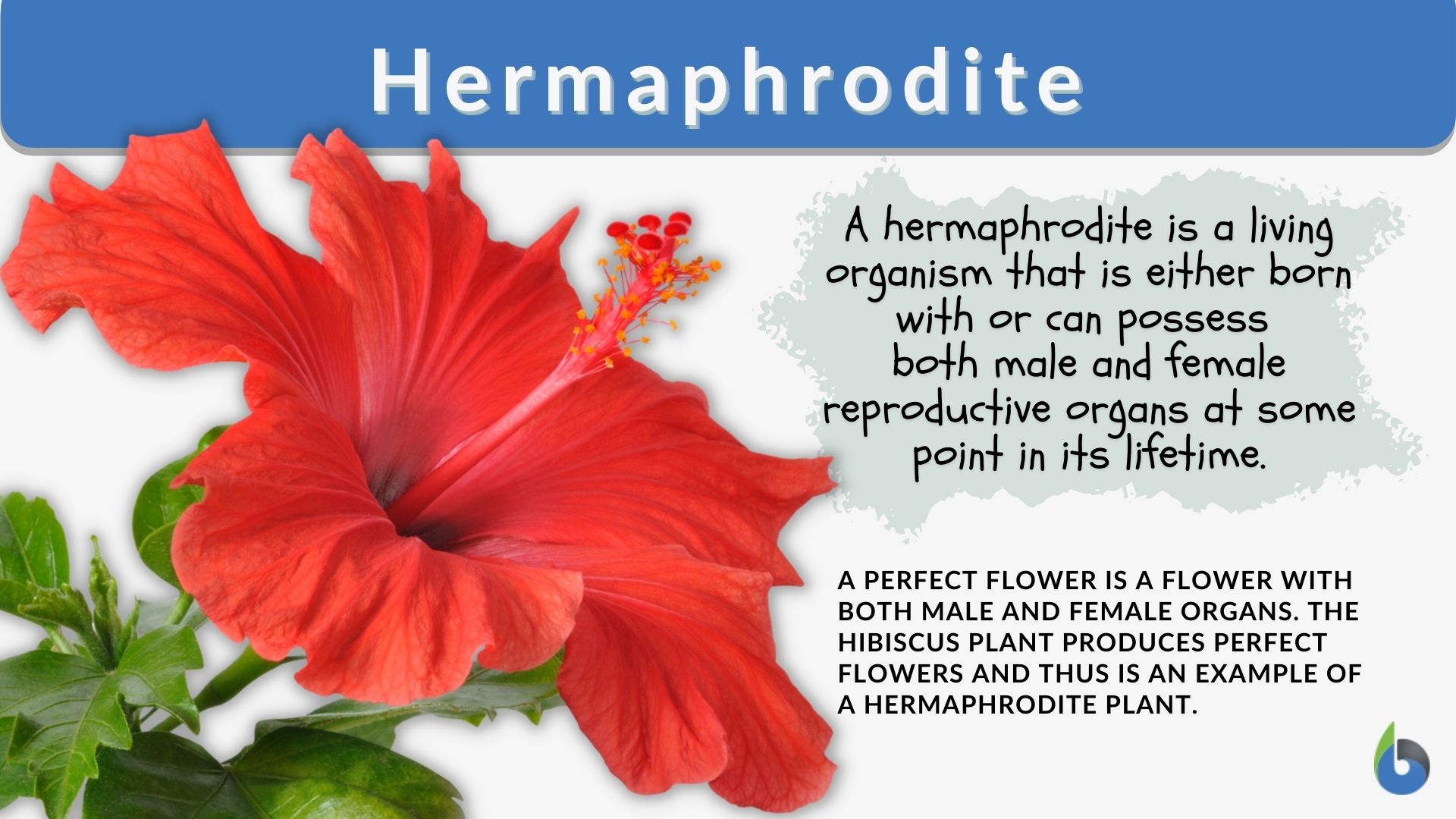 How To Tell If A Plant Is A Hermaphrodite at Steven Mclaren blog