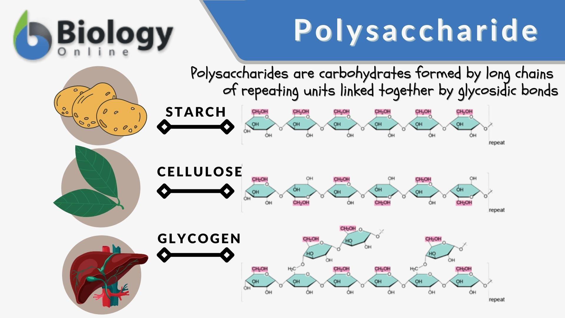 Structure Of Monosaccharides Disaccharides And Polysaccharides
