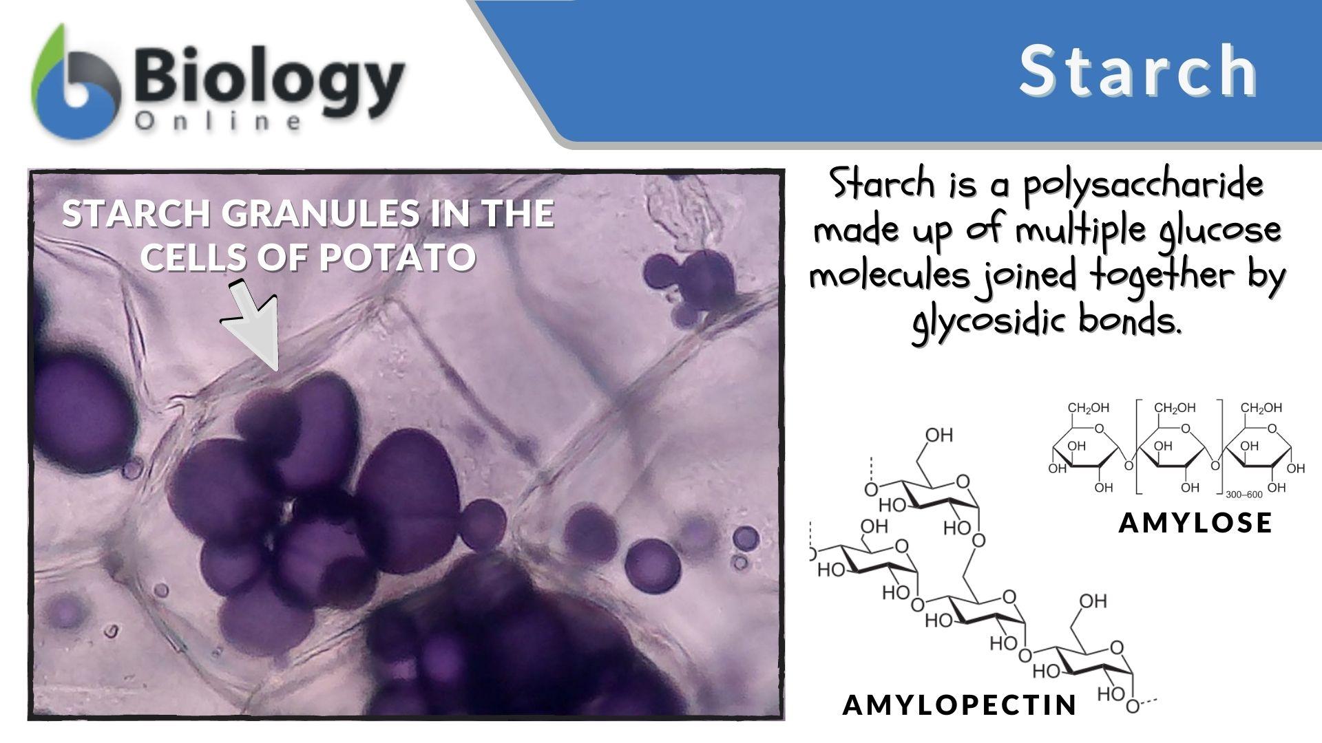 Starch Definition And Examples - Biology Online Dictionary